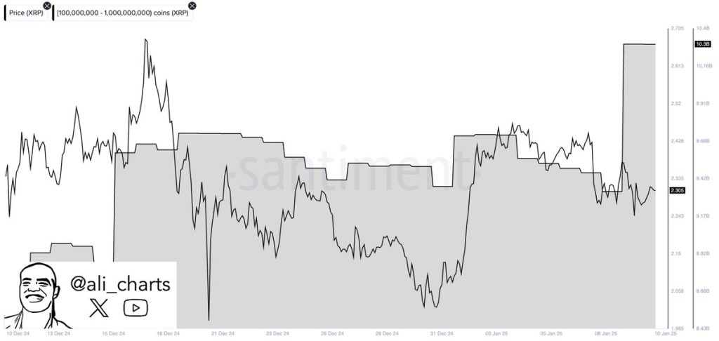 XRP Whale Activity 
