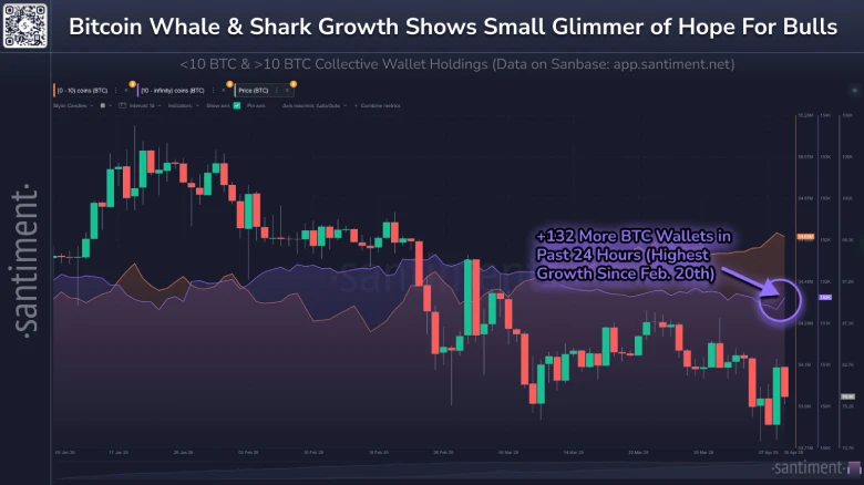 Bitcoin Whale and Shark Growth shows hope for Bulls