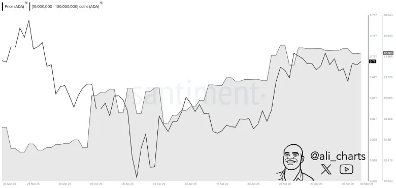 Cardano Targets 30% Rally Amid Whale Buying, Reversal Pattern