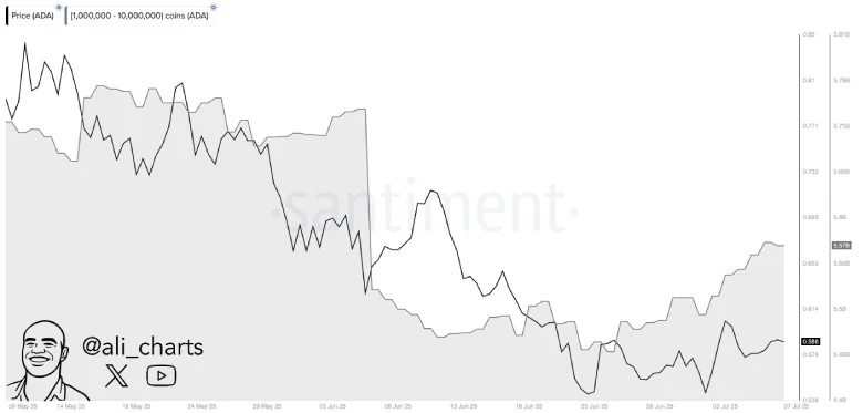 Cardano Price Recovery Boosted by Whale Support, Eyes $0.6