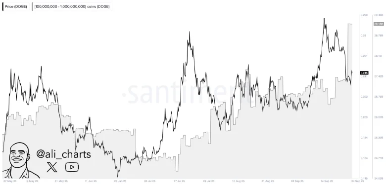 Dogecoin Whale Activity DOGE Whale Activity