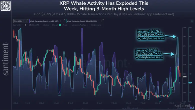 XRP Whale Activity XRP Whale Activity